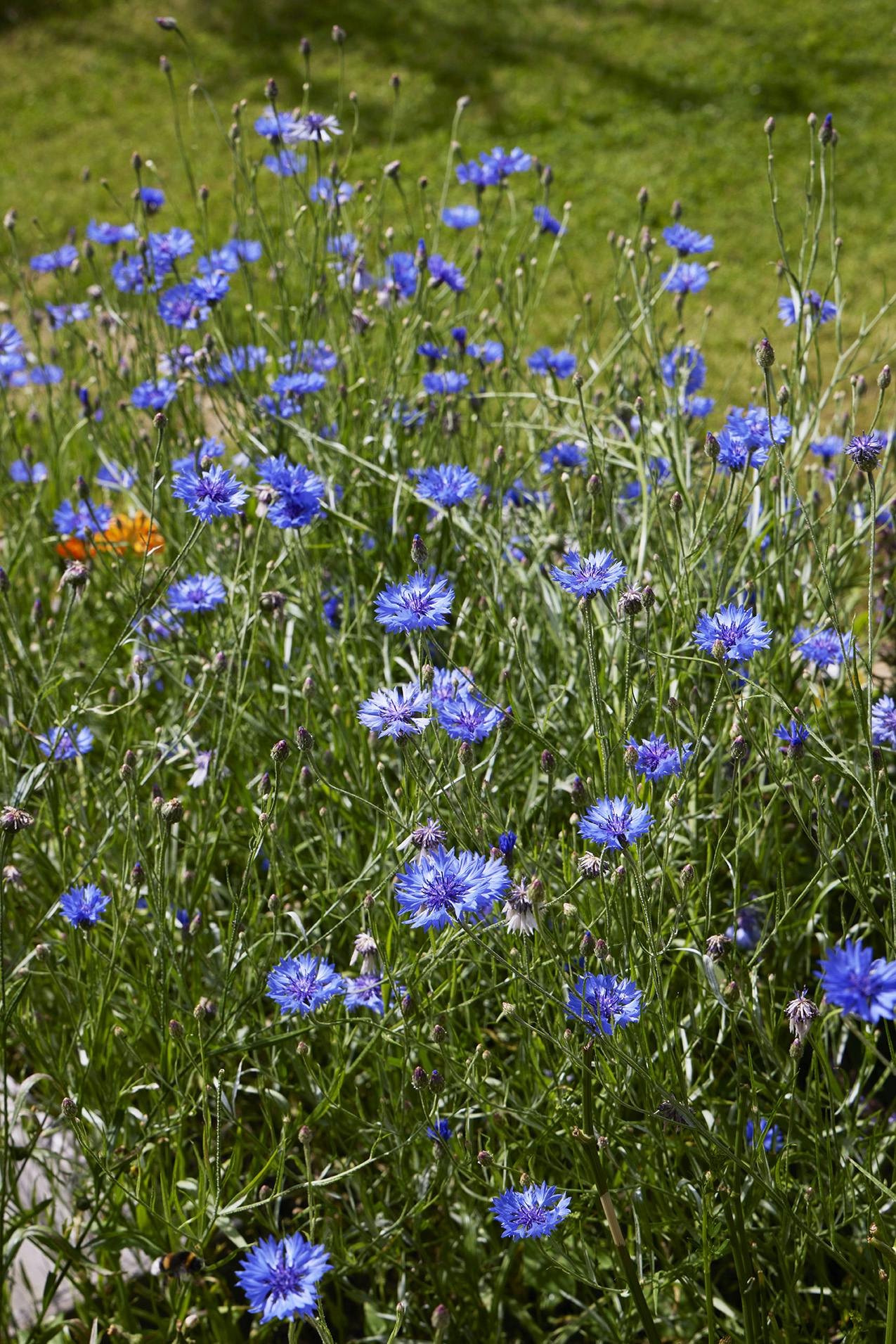 LærkeHentze230726 Blomster